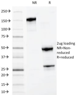 Myeloid-Associated Differentiation Marker Antibody (MYADM/972), Novus Biologicals
